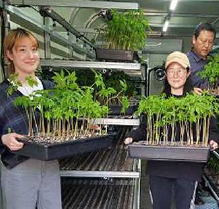Young ginseng plants from the smart farm